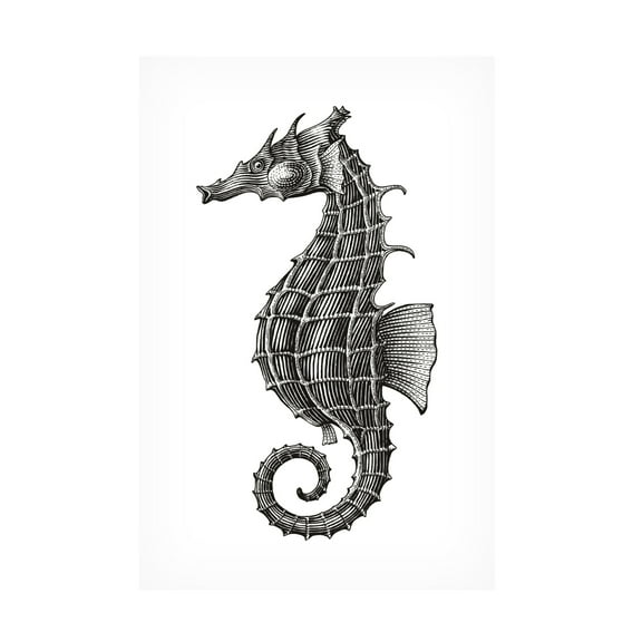 Trademark Fine Art jay stanley  Seahorse Canvas Wall Art