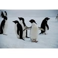 thumbnail image 3 of CafePress - Adelie Penguin In Antarctica Mug Mugs - 15 oz Ceramic Large White Nolvety Mug, 3 of 6