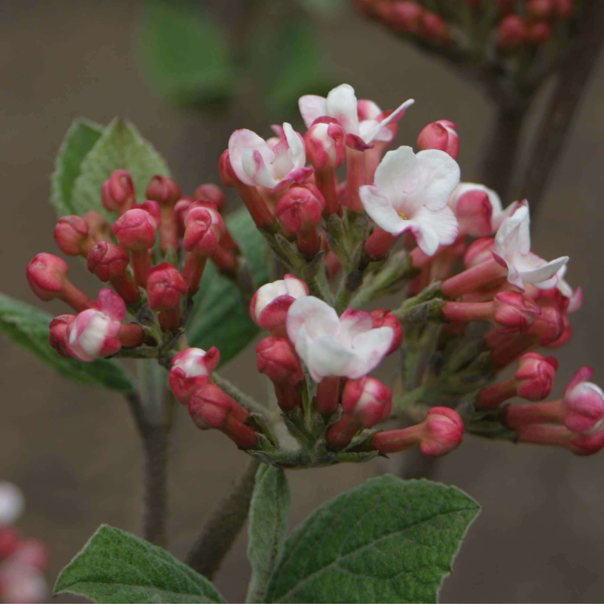 Proven Winners ColorChoice 5" Red Spice Girl Koreanspice Viburnum Live Plant in 4.5" Pot (4 Count)