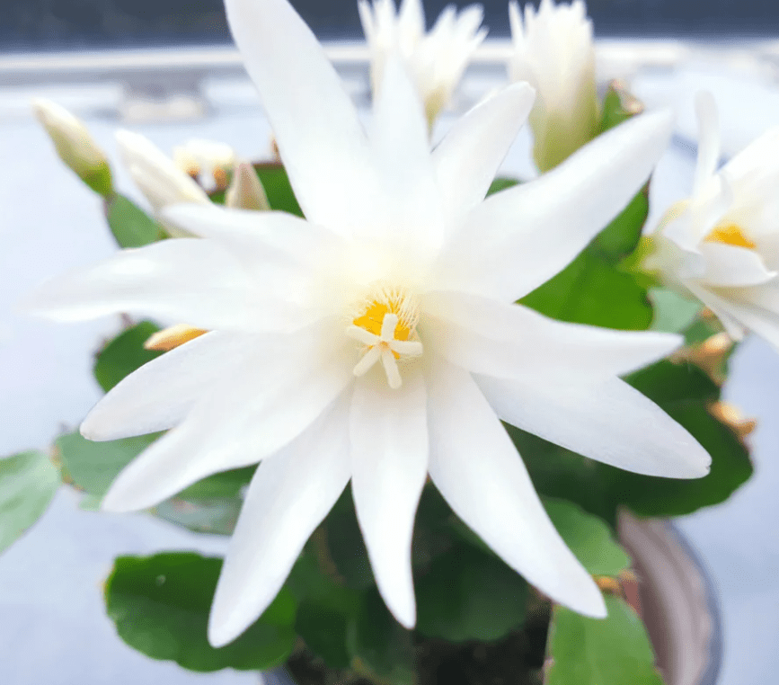White Easter Cactus Plant Live for Planting, Easter Cactus Flower Plant for Indoor Outdoor 4 to 6 Inch Tall