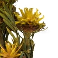 thumbnail image 3 of Vickerman 8-20" Yellow Plumosum Bundle, 13 flower heads per bundle, Preserved, 3 of 4