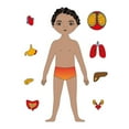 thumbnail image 2 of Wooden Puzzle Reusable Smooth Surface Bright Color Human Anatomy Jigsaw Early Education Toys for Daily Entertainment, 2 of 7