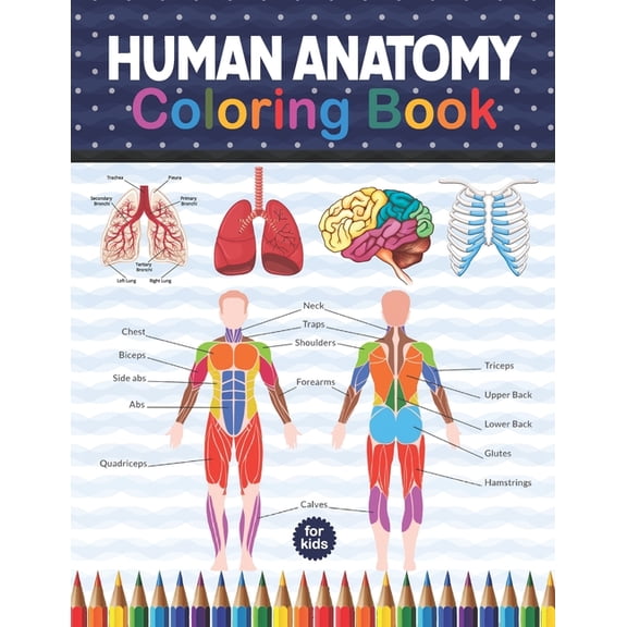 Human Anatomy Coloring Book For Kids: Human Body Anatomy Coloring Book For Kids, Boys and Girls and Medical Students. Human Brain Heart Liver Coloring Book. Anatomy Coloring Book for kids. Human Anato
