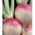 thumbnail image 5 of 3000 PURPLE Top WHITE Globe TURNIP Brassica Rapa Vegetable Seeds, 5 of 5