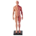thumbnail image 1 of Structure Musculo-Skeletal Masculine en Résine 30cm Sculpture Modèle Anatomique, 1 of 14