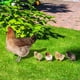 thumbnail image 4 of GOOHOCHY 5 estacas para gallinas de jardín, decoración de pollitos de jardín, letreros acrílicos para pollitos, decoración de jardín, 4 of 8