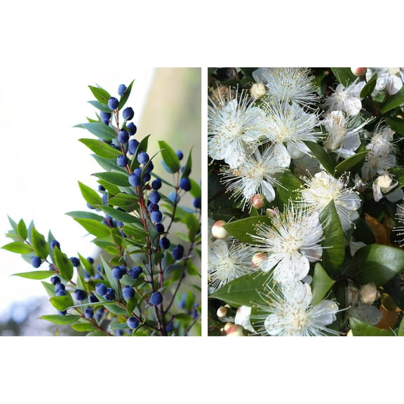 20 TRUE MYRTLE Myrtus Communis aka Common & Sweet Myrtle Fragrant White Flower Edible Blue Berry Fruit Shrub Seeds