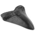 thumbnail image 2 of Dientes de tiburón resina fácil limpio realista en forma especialidades fósiles megalodon diente para aprender regalos de decoración de halloween negro Yuarrent HA011482-00B, 2 of 7