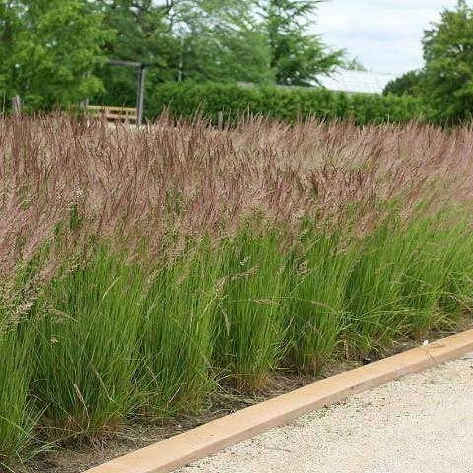 Feather Reed Grass Karl Foerster  3 Live Plants  Calamagrostis X Acutiflora  Drought Tolerant Cold Hardy Low Maintenance Ornamental Grass