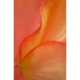 thumbnail image 2 of Rotenberg, Nancy 23x32 Black Ornate Wood Framed with Double Matting Museum Art Print Titled - Begonia Petal Close-up, 2 of 4