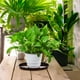 thumbnail image 3 of KAKOWELY 5Ud Plastic Plant Pot Plates Coffee Color Reusable Tray for Home Indoor Decorating, 3 of 5