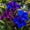 D, variant on Canna, Low Maintenance - Ideal for Beds Borders, Plant Pots & Planters