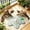 B, variant on Motion Activated Interactive Hide and Seek Cat Toy, Automatic Moving Prey with Chirp Sounds, USB Rechargeable 3 Play Modes, for Indoor Cats Kittens Boredom Relief