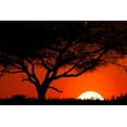 thumbnail image 2 of Jones, Adam 14x11 Gold Ornate Wood Framed with Double Matting Museum Art Print Titled - Tree silhouetted at sunset on the vast plains of Serengeti National Park-Tanzania-Africa, 2 of 4