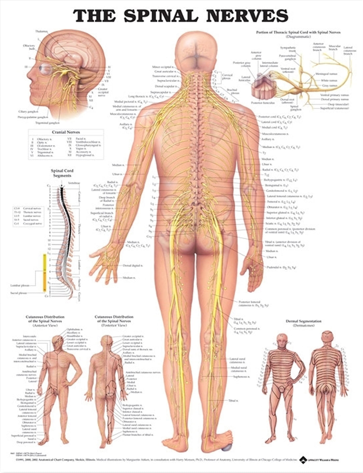 the-spinal-nerves-anatomical-chart-walmart-walmart