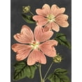 thumbnail image 2 of Lettered And Lined 19x24 Black Ornate Wood Framed with Double Matting Museum Art Print Titled - Pink Anemone, 2 of 4