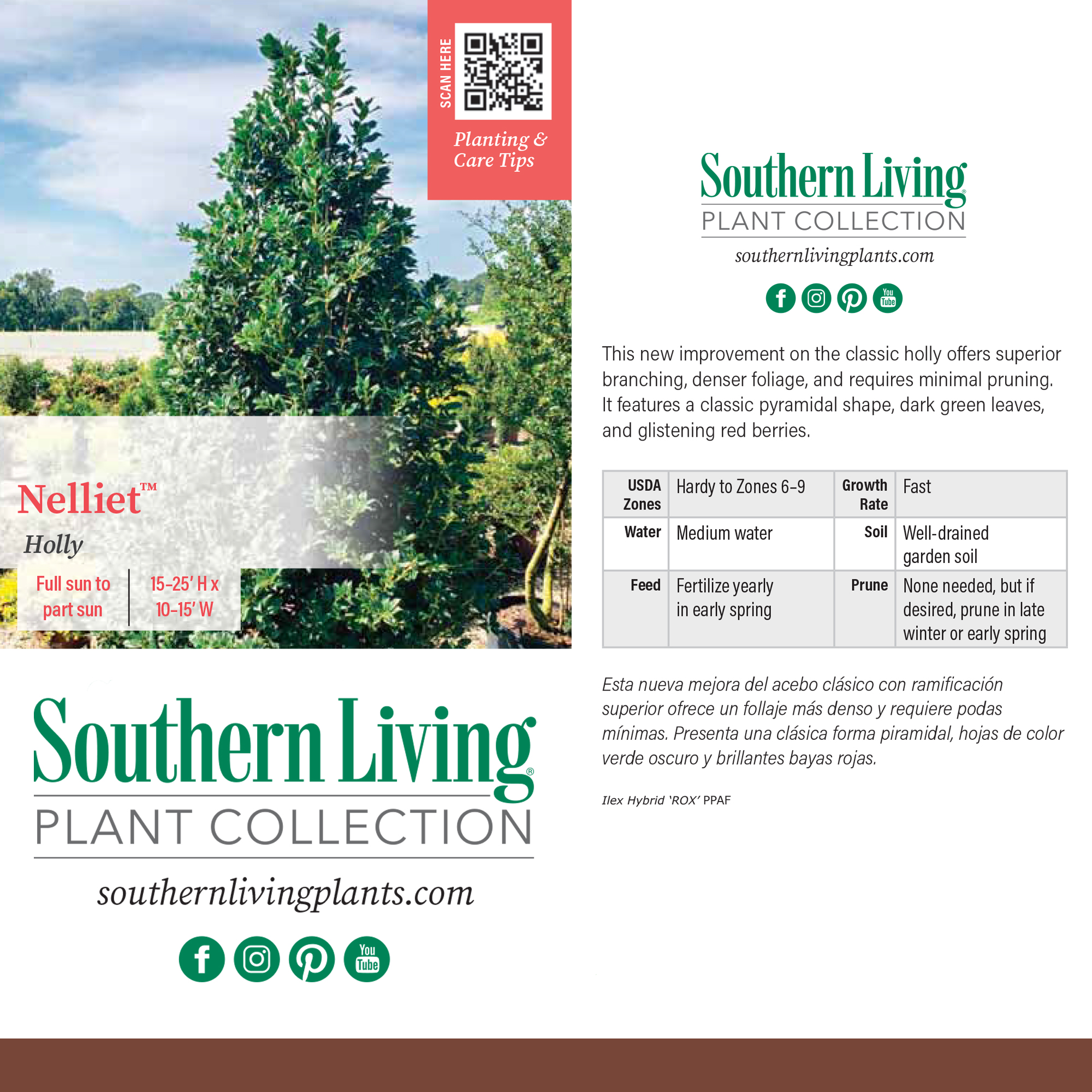 Southern Living Holly Nelliet Live Shrub (5 Gallon)