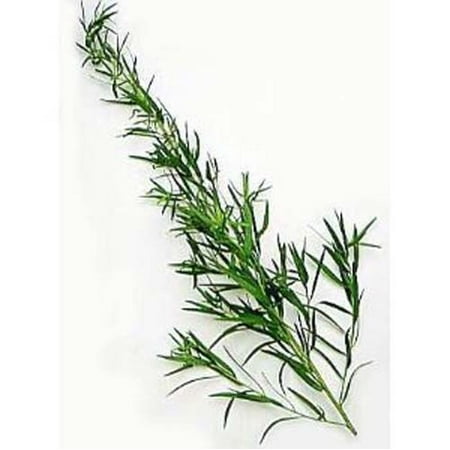 Tarragon Herb - Tarragon Russian Great Garden Herb 500 Seeds
