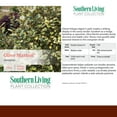 thumbnail image 4 of Southern Living Elaeagnus Olive Martini Live Shrub in 2-Gallon Grower Pot, 4 of 8