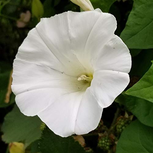 30 Morning Glory Seeds - Perennial Flowers -, Self-Pollinating - for Summer/Early Fall Planting - Enhance Your Garden with Blooms