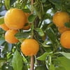 Bloomsz Citrus Hamlin Orange- 1 Year Old