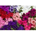thumbnail image 4 of czcpp-- Petunia Ampelous Triumph Mix Outdoor Annual Garden Cut Flower for Planting, 4 of 4
