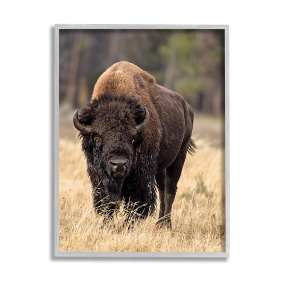 Stupell Industries Wild American Bison Grazing Rustic Tall Grass, 11 x 14, Designed by Larry McFerrin