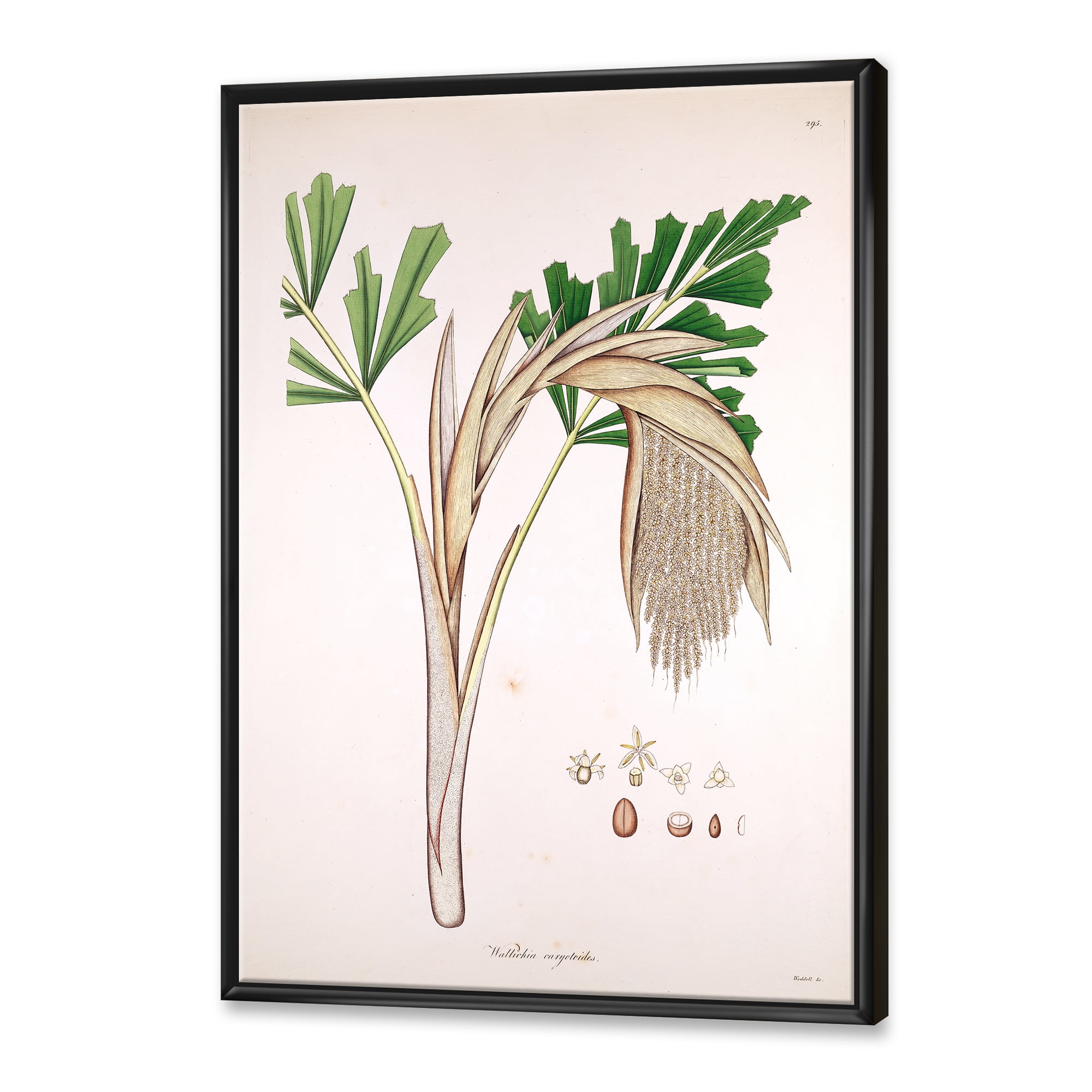 Designart 'Ancient Plant Life XV' Farmhouse Framed Canvas Wall Art Print