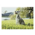 thumbnail image 1 of Alaskan Malamute Cutting Board, Klee Kai Puppy Sitting on Grass Looking up Friendly Young Animal, Decorative Tempered Glass Cutting and Serving Board, Large Size, Multicolor, by Ambesonne, 1 of 1