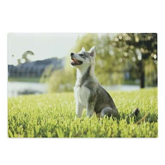 Alaskan Malamute Cutting Board, Klee Kai Puppy Sitting on Grass Looking up Friendly Young Animal, Decorative Tempered Glass Cutting and Serving Board, Large Size, Multicolor, by Ambesonne