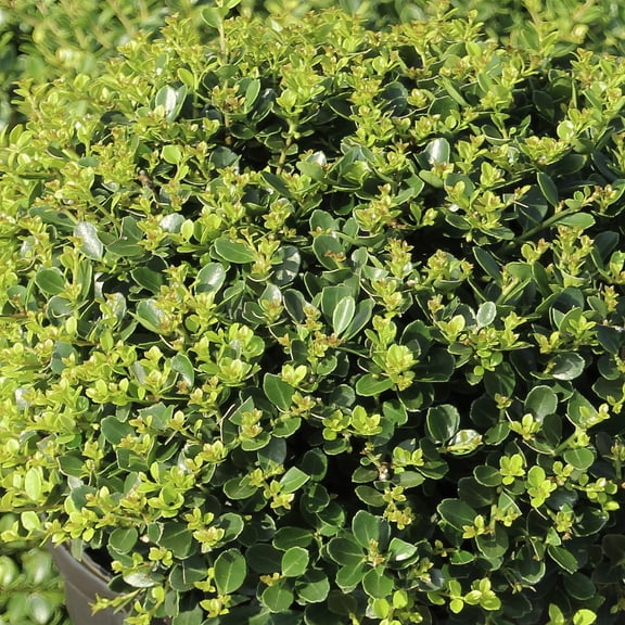 1 gal. Ilex Helleri Live Shrub Condition with Full Sunlight