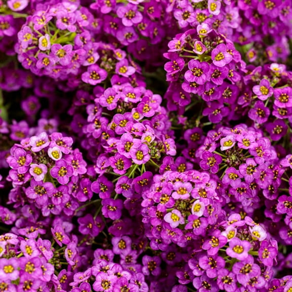 Toadstool Seeds 25 Purple Sweet Alyssum Seeds, Fragrant Flower Ground Cover, Non-GMO Blooms