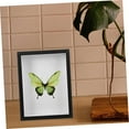 thumbnail image 4 of Butterfly Display Frame Box Shadow Box For Collecting Insects And Butterflies Authentic Specimen, 4 of 9