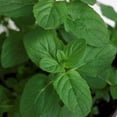 thumbnail image 4 of planta hierbabuena natural verde 25 x 18 cm, 4 of 5