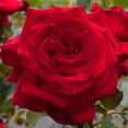 thumbnail image 2 of Velvet Fragrance Hybrid Tea Rose by Heirloom Roses - Live Red Rose Bush, 2 of 2