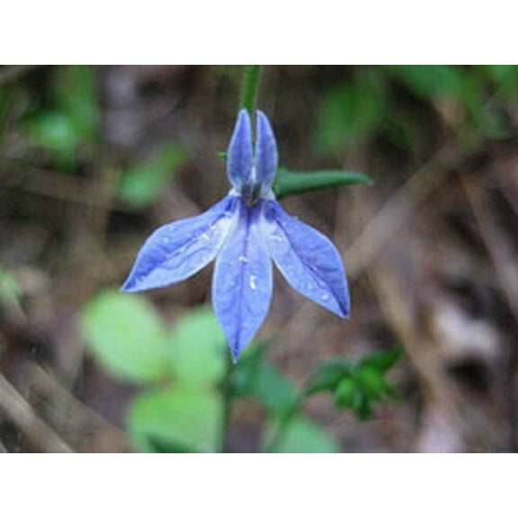 250 Blue INDIAN TOBACCO (Indian Lobelia) Lobelia Inflata Flower Seeds