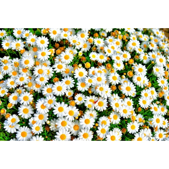 100 White DWARF CREEPING DAISY Chrysanthemum Paludosum Flower Seeds