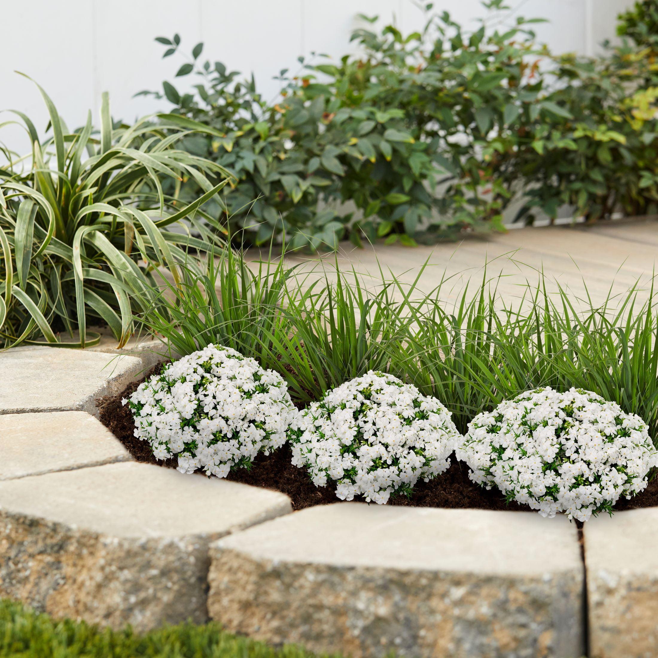 Expert Gardener 2QT White Phlox Subulata Live Perennial Plant Sun 3-Pack