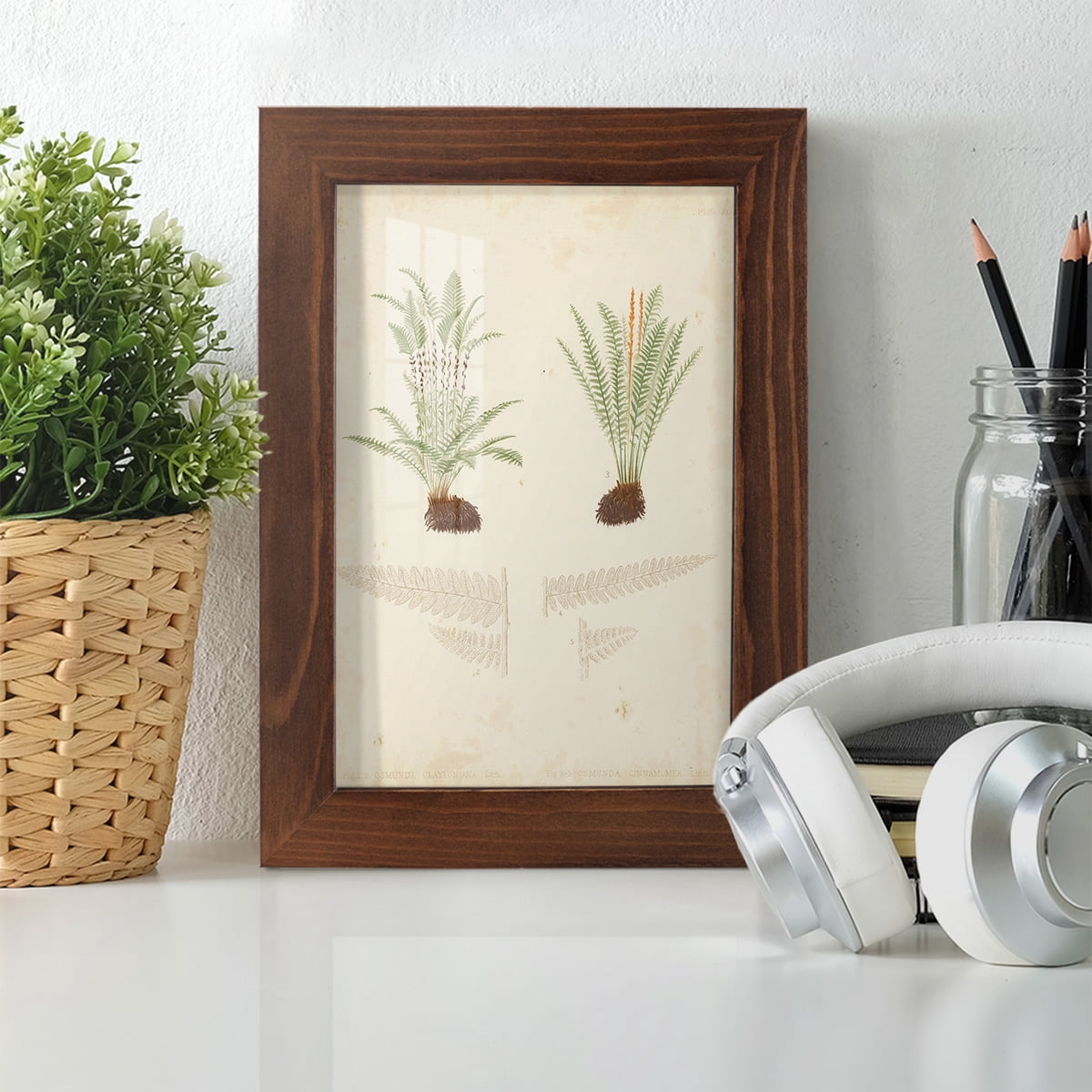 Fern Study III -Framed Print w/glass-Chestnut