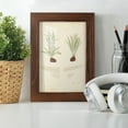 thumbnail image 6 of Fern Study III -Framed Print w/glass-Chestnut, 6 of 8