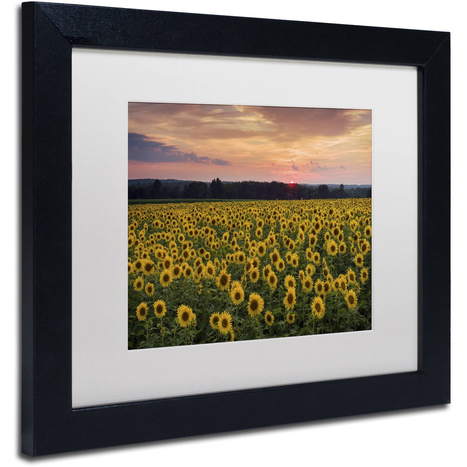 Trademark Fine Art "Sunflower Taps" Canvas Art by Michael Blanchette Photography White Matte, Black Frame