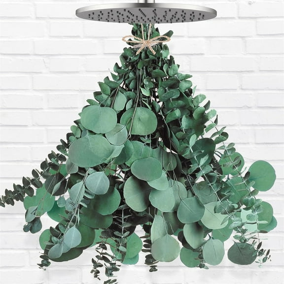 Triani 12Pcs Large Dried Eucalyptus & Silver Dollar Leaves Bundle 17" Natural Real Fresh Eucalyptus Plant Greenery Seeded Eucalyptus Bouquets for Vase Filler Dry Live Plants Decor