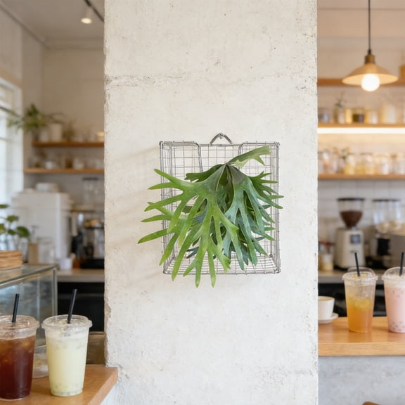 NICEXMAS Durable Plated Silver Staghorn Fern Wall Mount Plant Holder Indoor Outdoor
