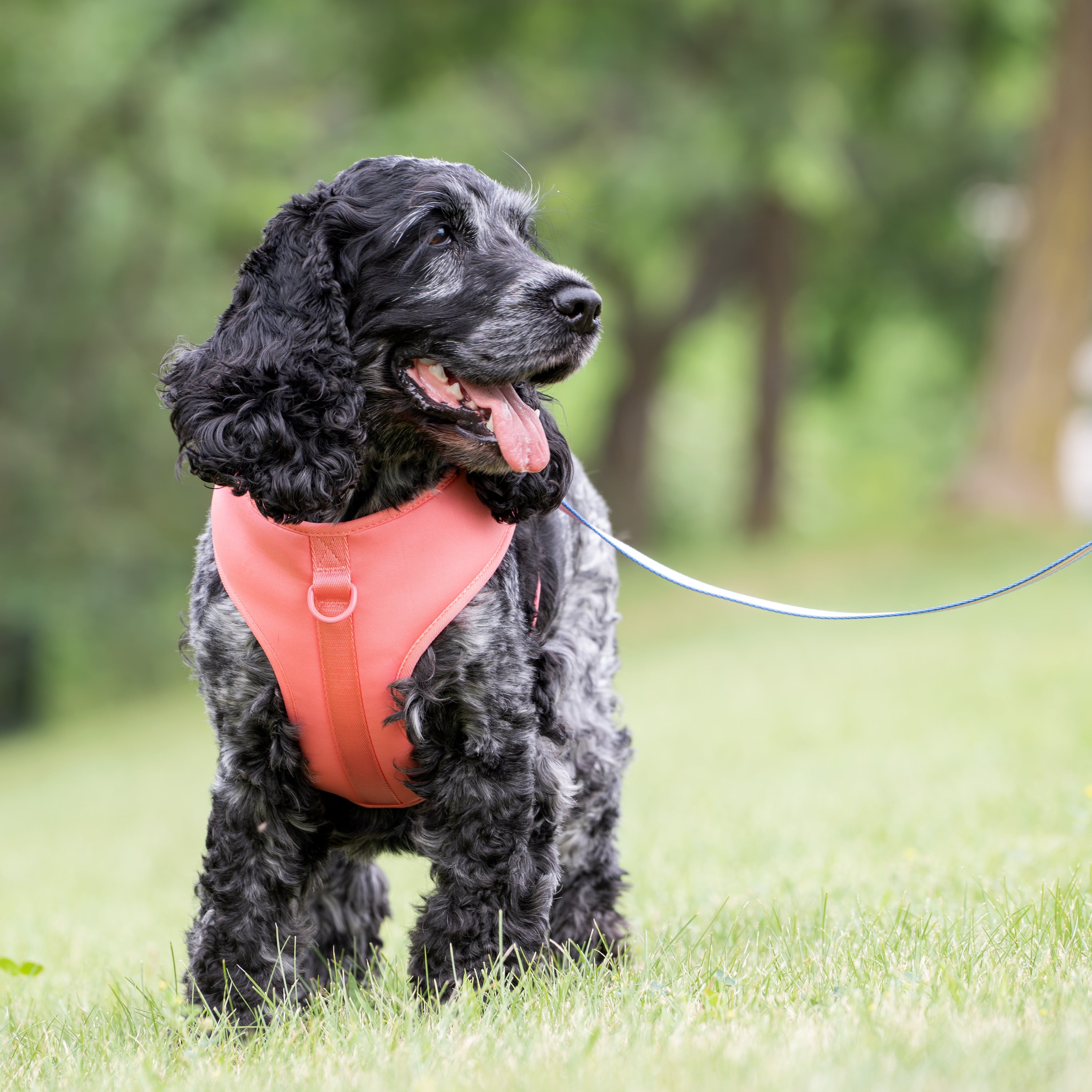 Vibrant Life Polyester and Spandex Adjustable Dog Harness, Pink, Medium