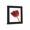 thumbnail image 1 of Art 4787 Classy Art 22 x 26 Po Tulipe Rouge Photo Pro Framed Print Wall Art, 1 of 1