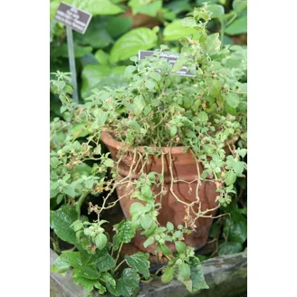 tobacco seeds walmart 1000 Golden Harvest Tobacco Seeds ~ Heirloom Nicotiana Tabacum ~ Fast grow