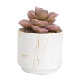thumbnail image 1 of maskred 4pack/lot Exquisite Crafted Succulent Plant With Good Hand Feeling - Realistic Appearance Non-toxic ES1438-10, 1 of 6