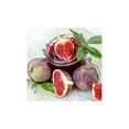 thumbnail image 4 of Expert Gardener 3-4 ft tall Chicago Hardy Fig Live Tree in 7-Gallon Grower Pot, 4 of 5