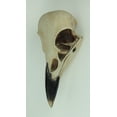 thumbnail image 2 of World of Wonders Zeckos Resin Raven Skull Wall Hanging Decor Corvus Bird of Prophecy, 2 of 3