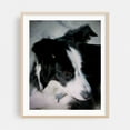 thumbnail image 2 of Lass True Companion - Neskowin Oregon Photography Dog Animal Portrait Black and White Wildlife Nature Unframed Wall Art Print 12 x 16 inches, 2 of 13